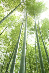 Obraz na płótnie Canvas 日本の竹林