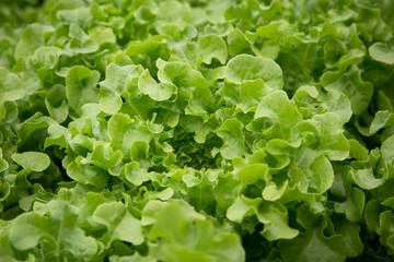 Organic vegetables in the hydroponic farm