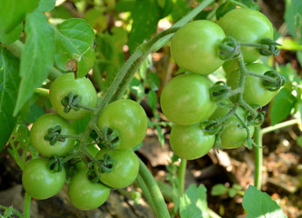 Tomatoes on the green