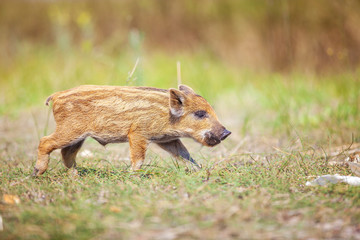 Wild piglet