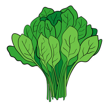 A Bundle Of Spinach