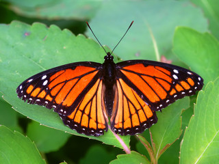 Viceroy Butterfly Illinois Wildlife