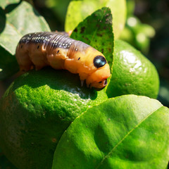Butterfly worm on leave green.