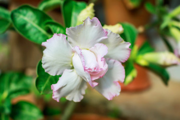 Obraz premium Desert Rose, Impala Lily, Mock Azalea soft blur