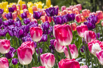 Colorful Tulip Bed
