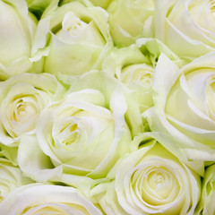 The close up of beautiful white rose bouquet.