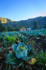 Vegetable Garden at Village, East Java Indonesia