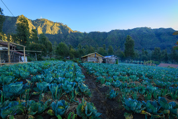 Vegetable Plantation in Mount Bromo, Indonesia