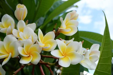 Stickers pour porte Frangipanier fleur tropicale de frangipanier blanc, fleur de plumeria floraison fraîche