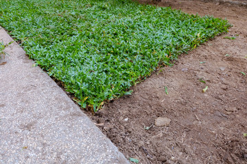 backyard, yard work planting a new sod grass in garden