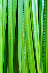 Leaf of Acorus calamus