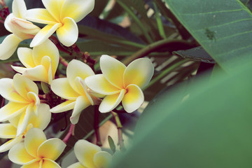 white frangipani tropical flower, plumeria flower fresh blooming