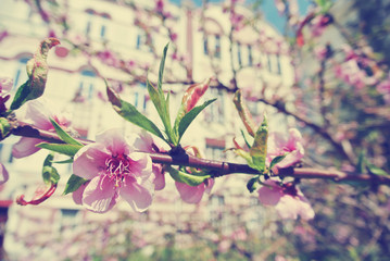 Beautiful pink blossoms on the tree branch in a city park, on a sunny day. Image filtered in faded, retro, Instagram style; concept of early spring in urban environment.