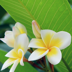 white frangipani tropical flower, plumeria flower fresh blooming