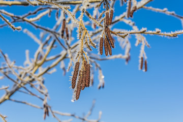 Fruits and birch twigs off the frost.