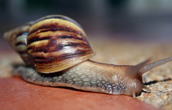 slow big snail