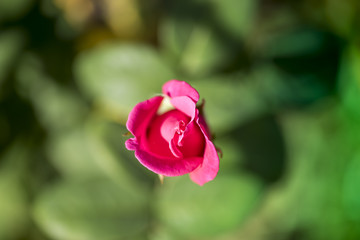 Red Rose Top View with Blur Background