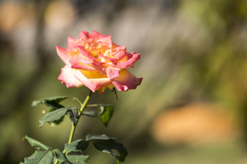 Fancy Rose with Blur Background