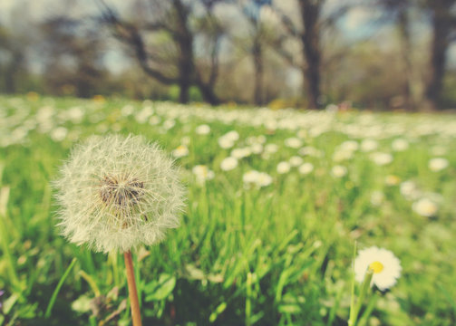 Fluffy white dandelion and white chamomile flowers in a green field on a sunny day. Image filtered in faded, retro, Instagram style; nostalgic, vintage spring concept.