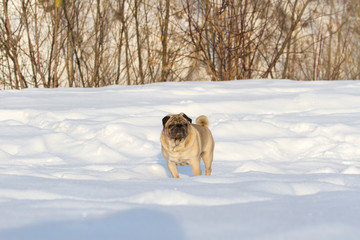 Pug dog on white snow
