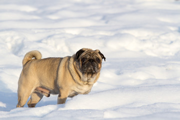Obraz premium Pug dog on white snow