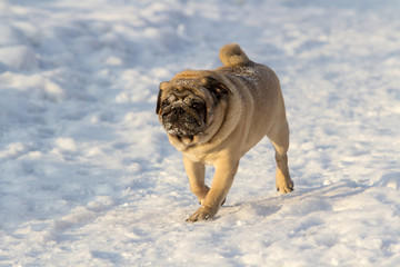 Obraz premium Pug dog on white snow