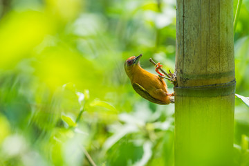 Bird name :A White browed Piculet (Sasia ochracea) (focus select)