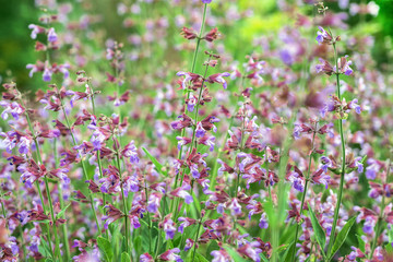 Fototapeta premium Salvia Flowers 