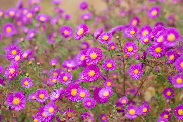 Aster perennial flowers