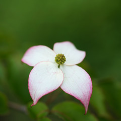 Flower Cornus kousa