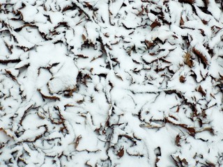 Snowy leaves in forest