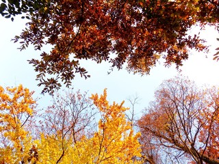 Fototapeta na wymiar Deciduous forest in fall