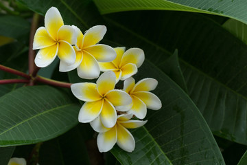 white frangipani plumeria tropical flower with water drops