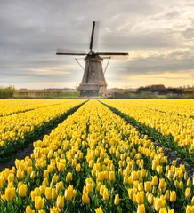 Foto op Canvas Vibrant tulips field with Dutch windmill © Jag_cz