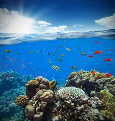 Foto auf Acrylglas Unterwasserkorallenriff mit Horizont und Wasserwellen © Jag_cz