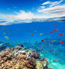 Poster Underwater coral reef with horizon and water waves © Jag_cz