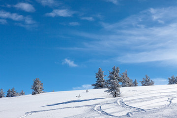 trees partially covered with snow,