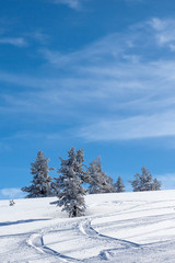 trees partially covered with snow,