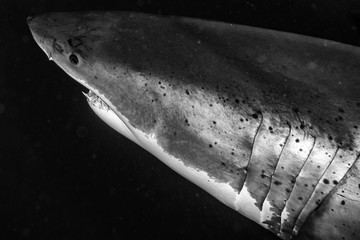 Fototapeta premium Great White shark attack in b&w