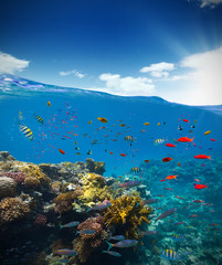 Fototapeta na wymiar Underwater coral reef with horizon and water waves