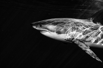Great White shark attack in b&w