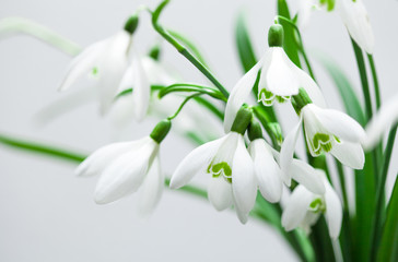 Galanthus nivalis, spring snowdrop flowers on white background