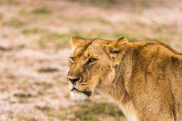 Portrait einer Löwin