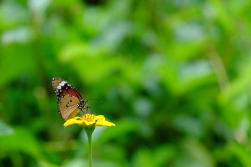 Close up butterfly on yellow flower