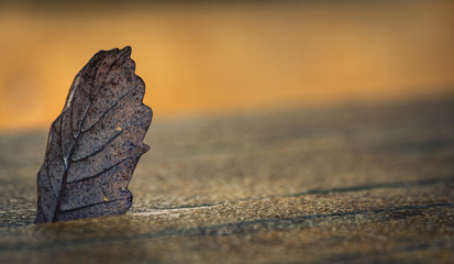Blatt im Herbst