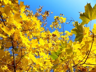 Yellow leaves on tree in autumn