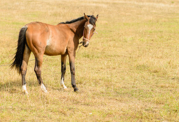 Naklejka na ściany i meble Young horse on the field chews straw (foal on dry grass)