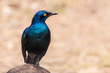 Greater Blue-eared Starling .(Lamprotornis chalybaeus) looking a