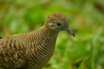 Obraz premium Zebra Dove walk on greensward