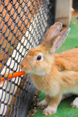 Rabbit and carrot © saobaka